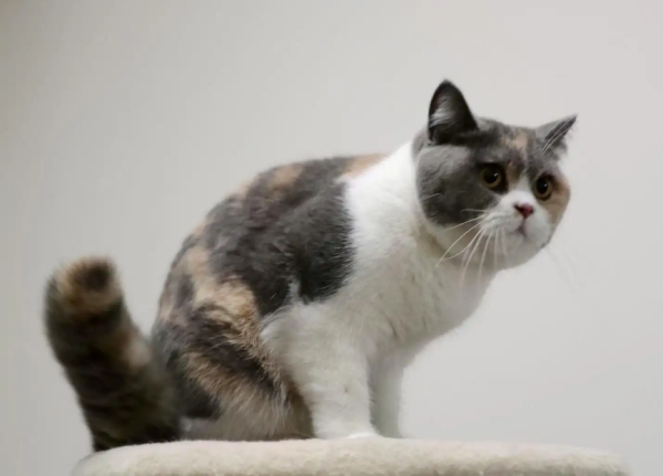 What kind of three-cat cat is pretty? The result is...