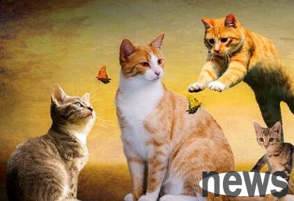 Cats and dogs are humming every day. What are they talking about?