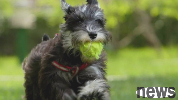 Why do our dogs have a very stinky fart? What are the reasons?