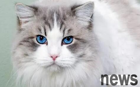 Why do cats and dogs prefer certain flavors? This article gives you the answer!
