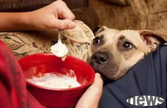 Dogs have a lower appetite but are very cheerful. What is the reason?