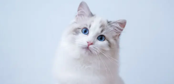 Is it a sign that cats always want to run out?