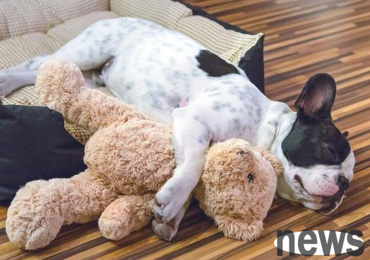 Do you know where dogs like to sleep?