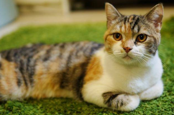 Three-color male cat, photographed 20 million yen, netizens: I went to find a cat