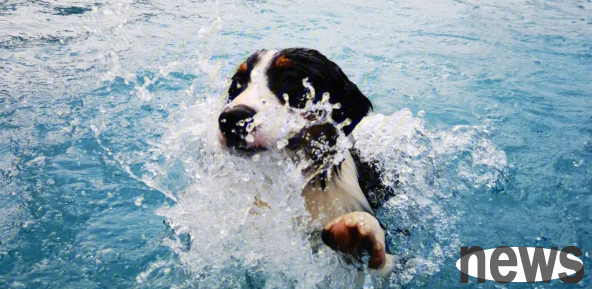What s wrong with the dog s legs lame after swimming?