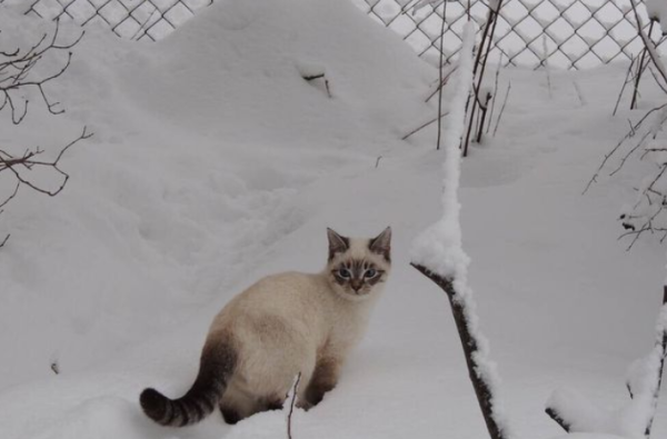 The beauty accidentally rescued a stray female cat and received a surprise the next day