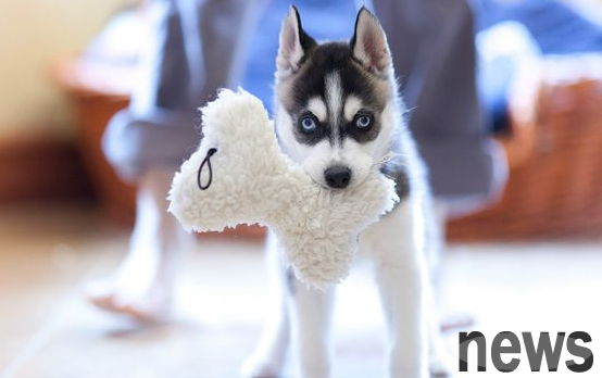 The puppy at home has difficulty in hand and legs, so what to eat is very effective in supplementing calcium