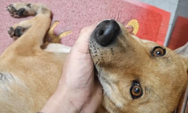 Why is the dog s nose not black?