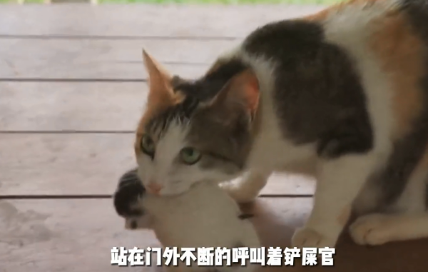 The maternal love of animals is so great. I have never seen such a responsible female cat
