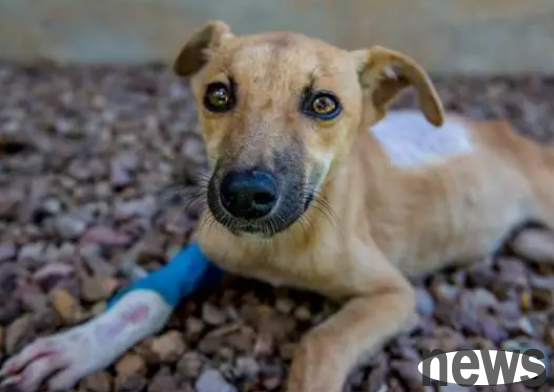 What should I do if my dog s legs are broken and bleeding?