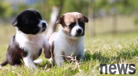 Do dogs keep urinating? What s going on?