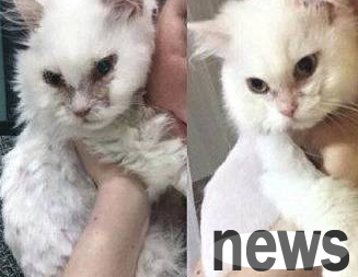 After the stray cat met a owner who really loved it: It turns out that I am also very beautiful, and I will act coquettish!