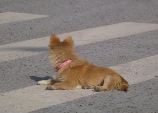 If the pet owner makes these seven changes after raising a dog, it means that you are 