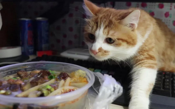 Why does the cat owner bury shit on food? Is it really so disgusting?