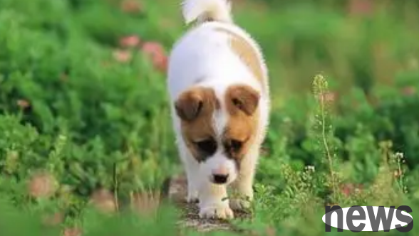 How to reward dogs during training? Here s the answer