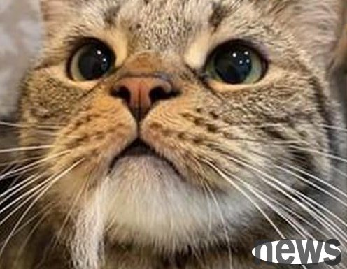 The cat has a tuft of hair in his mouth and wants to pretend to be cute and it s okay, but the owner knows it s fighting again