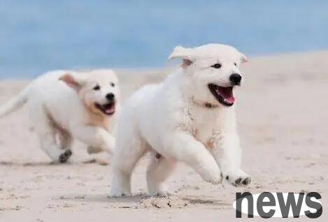 When does dogs need calcium supplementation? What to eat to supplement calcium for dogs?