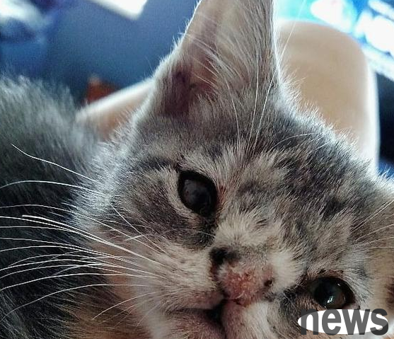 Stray cats are born with flaws and are almost euthanized. After they meet true love, their fate is turned around.