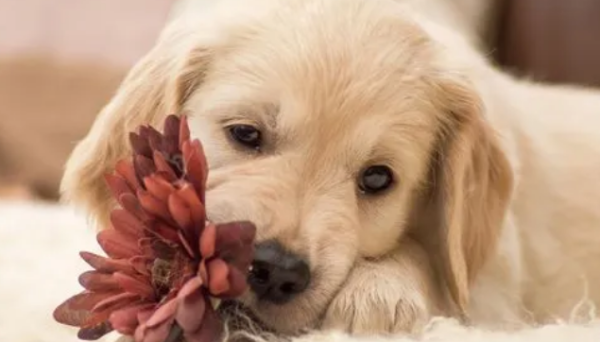 The original color of the dog s 