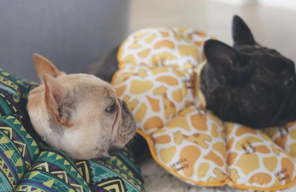What should I do if a dog licks his wounds? Try these 4 methods!