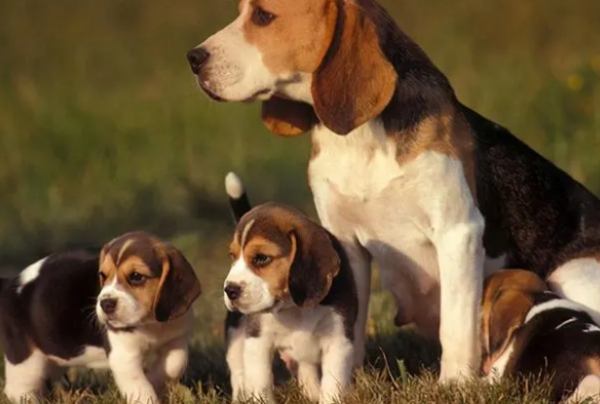 Several types of dogs that are recognized as 