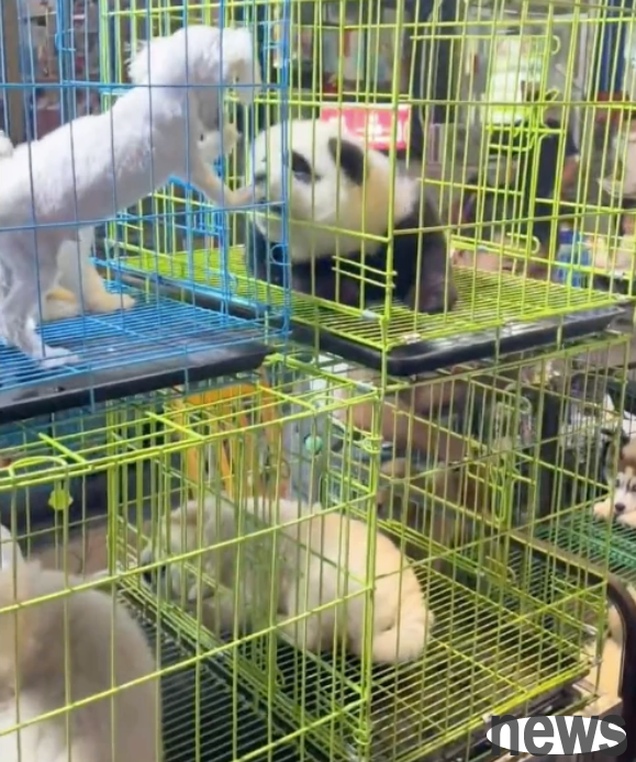 Are “giant pandas” sold in pet market? If it hadn t been yelling twice, I would have called the police