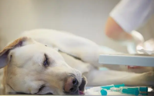 What are the symptoms of gastroenteritis in dogs? What to do if a puppy suffers from gastroenteritis?