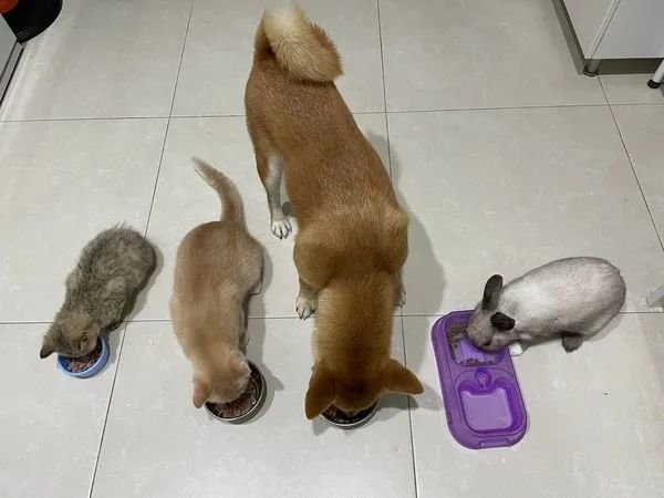 The little master was taking online classes at home, and the cat and dog were sleeping behind him: This sound of hypnosis