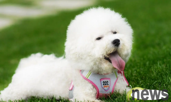 Highly recommended pets: These are the most suitable dogs for office workers