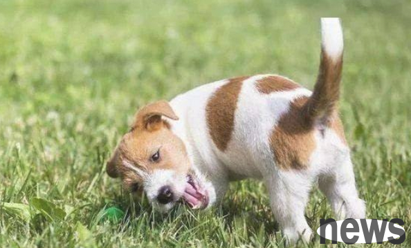 External deworming procedures and common problems for dogs