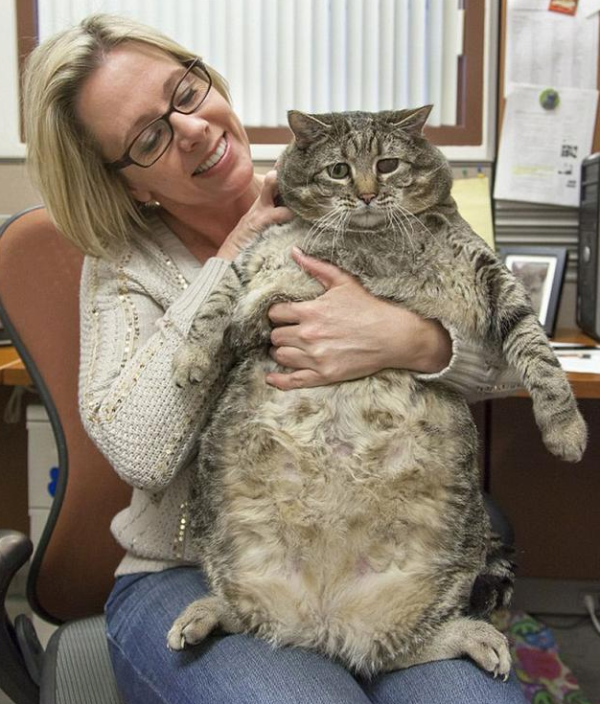 How much fattest cats are? | A cat in the United States weighs more than 30 pounds and may be the fattest cat in the world