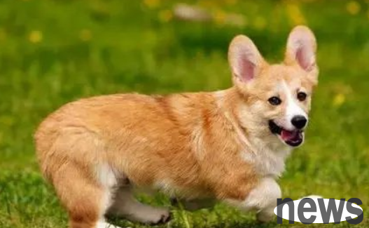 What should I do if my puppy is infected with a broken tail?