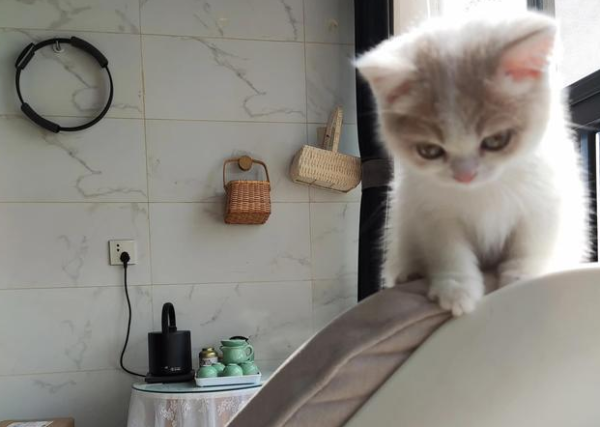 Isn t it too cruel for me to leave my little cat who is only two months old to sleep on the sofa alone?