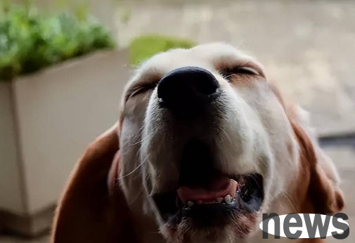 What s wrong with a dog coughing, retching and having a cracking sound? Come and have a look