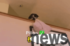 Underwear, smelly shoes, potted plants... whatever you throw up, cats will pick up. Netizens: It is recommended to send them to the construction site to pick up bricks