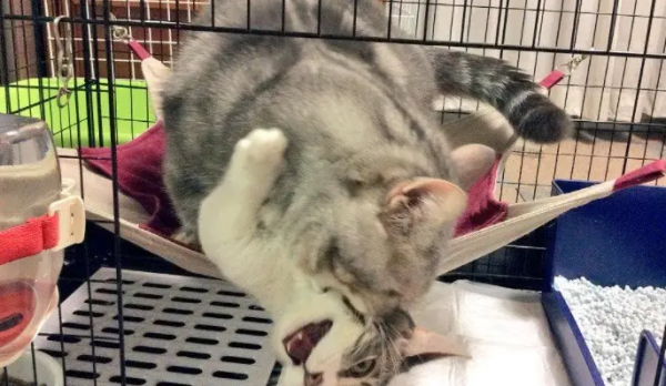 The white cat was forced to kiss by the blue cat, with an expression of indulgence on his face