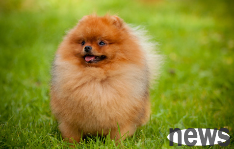 Dogs always vomit and vomit mucus, what disease is this