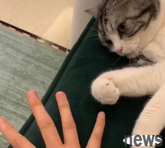 When I was bored, I taught the cat to play with my paws, but I didn’t expect it to give this reflection. Netizens: This little ancestor is too smart!