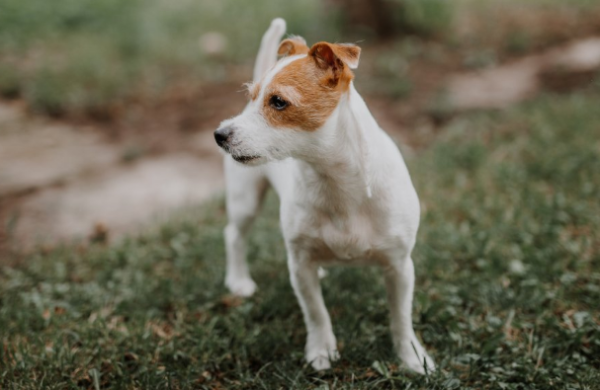 Do dogs have high IQ? You need to look at these four points