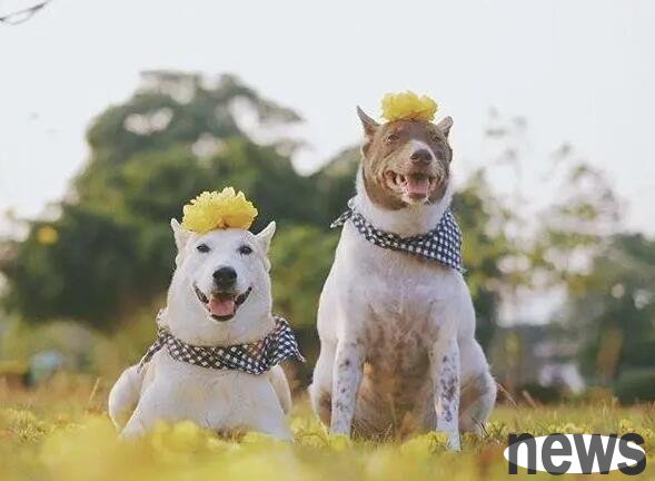 Treat the owner as the four types of dogs in life. As long as they are there, the owner will not be easily damaged.