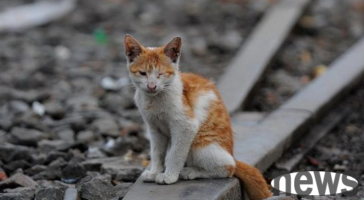 Kitten accidentally broke into the track and New York Line 7 was suspended for one hour
