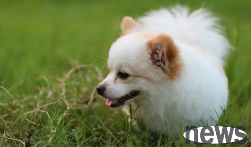 What are the symptoms of heart disease in dogs? What happens when a dog s heart aging?