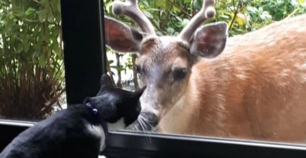 The domestic cat disappears every day, and the owner follows up and discovers such a scene