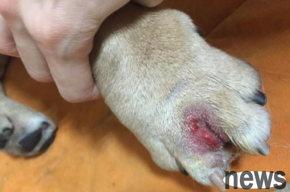Dogs also have athlete s foot, just like humans. Should the dog s interpinal adenitis be solved?