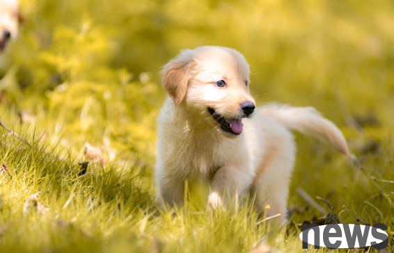 Can dog arthritis be cured by itself and how long will it take to cure it?