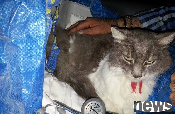 Cats are buried in rubble piles and live alone for 32 days. The 6.2 strong epicenter survives only dehydrated
