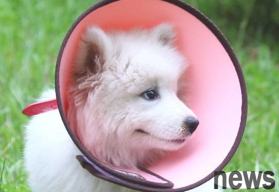 Why is the Elizabeth circle called the shame circle? How much does the dog dislike this thing?