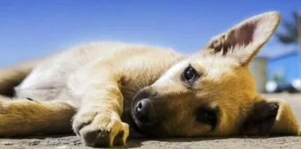 How much do you know about dogs’ constipation?