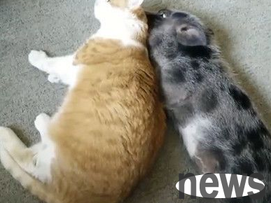 The two pig cat brothers are very loving. They lick each other every day to help each other clean up their hair and sleep together