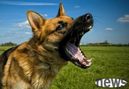 Dogs bark at the gas, what did they see?